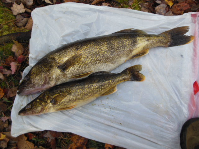 DSCN0146.jpg