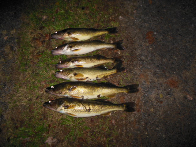 DSCN0172.jpg