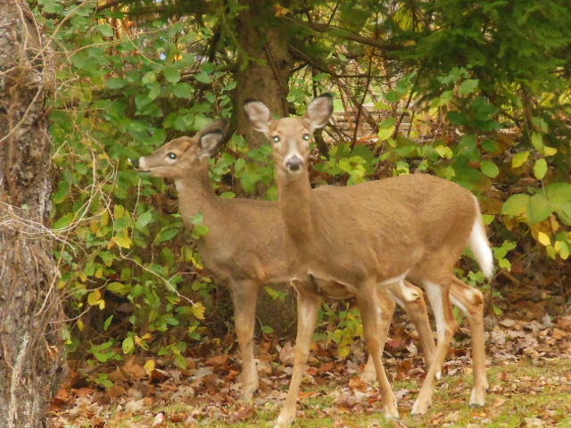 DSCN0178.jpg