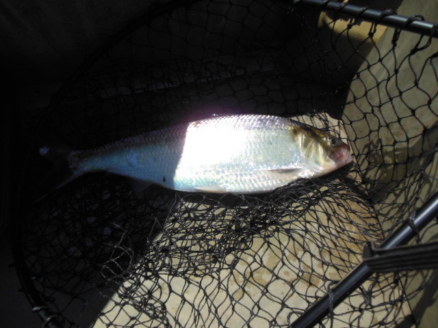 DSCN0195.jpg