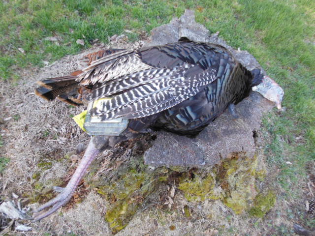 DSCN0196.jpg