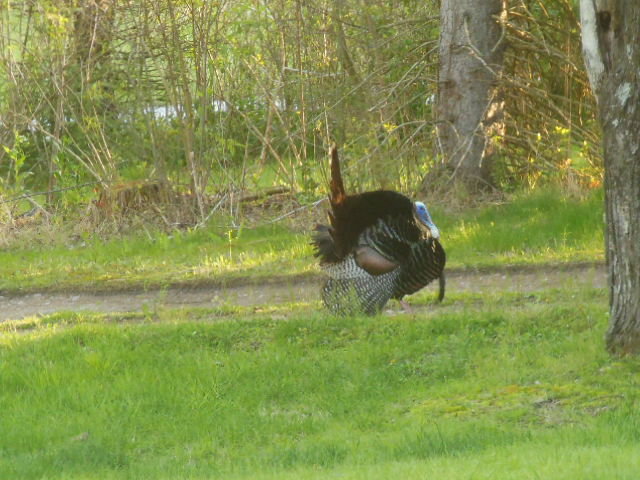 DSCN0218.jpg