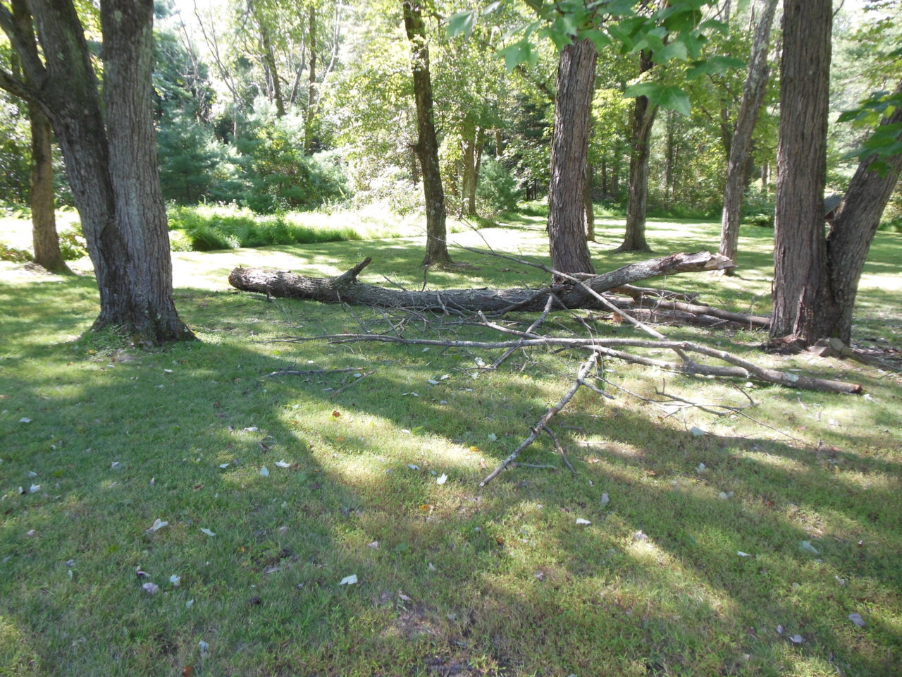DSCN0242.jpg