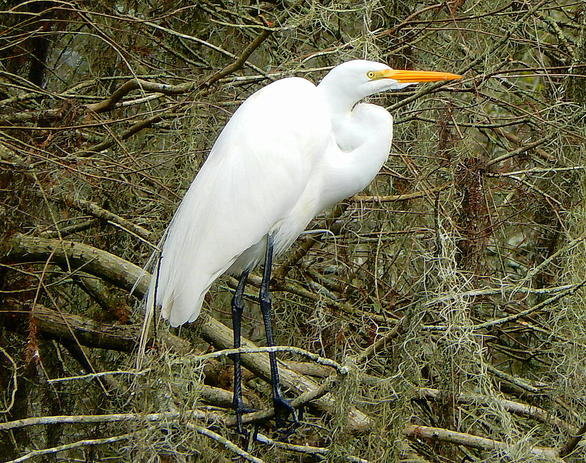 DSCN1629.jpg