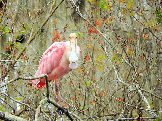 DSCN1647.jpg