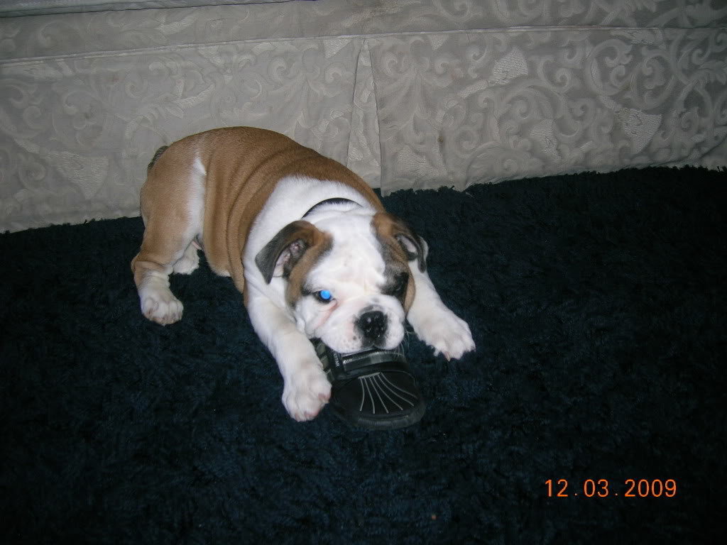 are english bulldogs velcro dogs