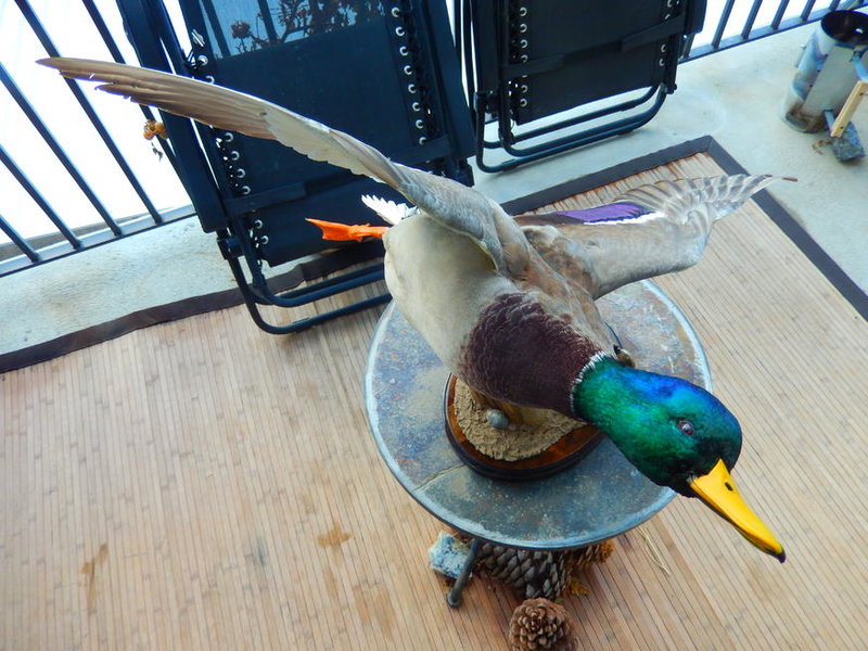 DSCN2914.jpg