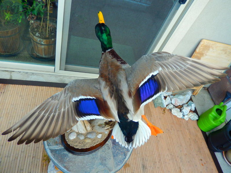 DSCN2916.jpg