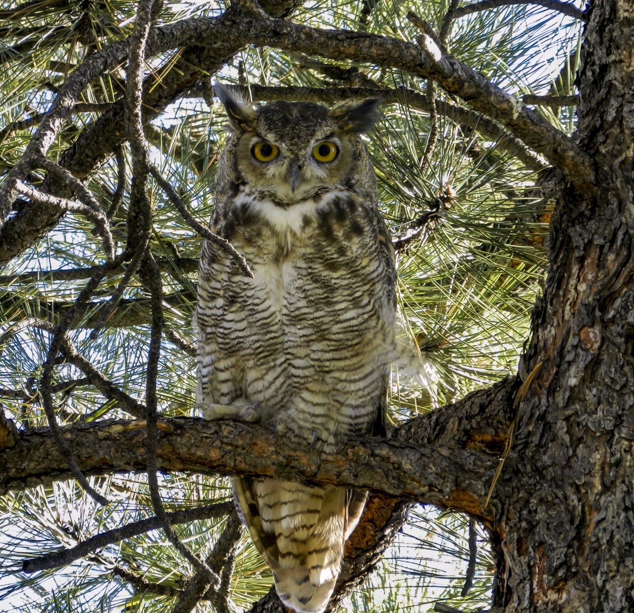 DSCN3274-1 NOV Owl75.jpg