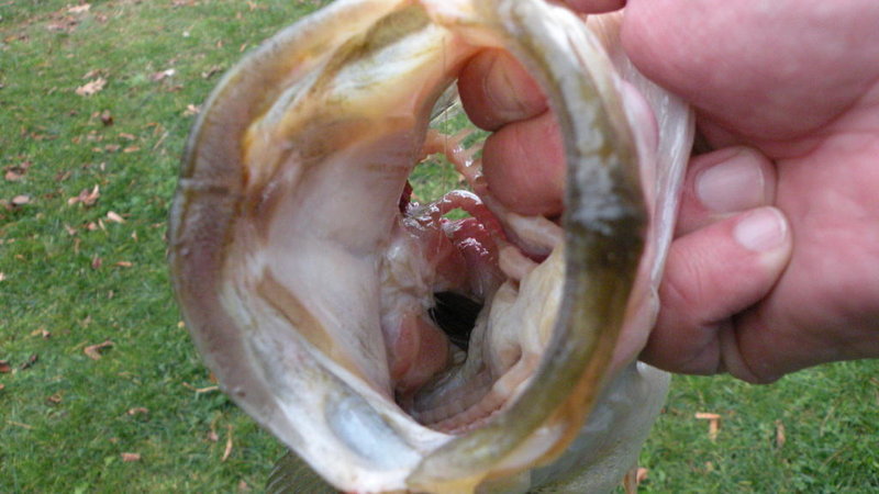 DSCN4488.jpg