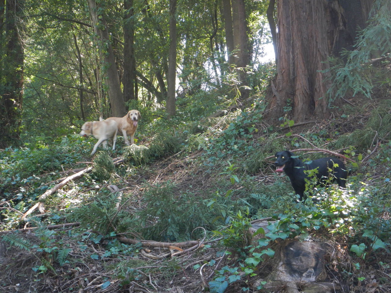 DSCN4609.jpg