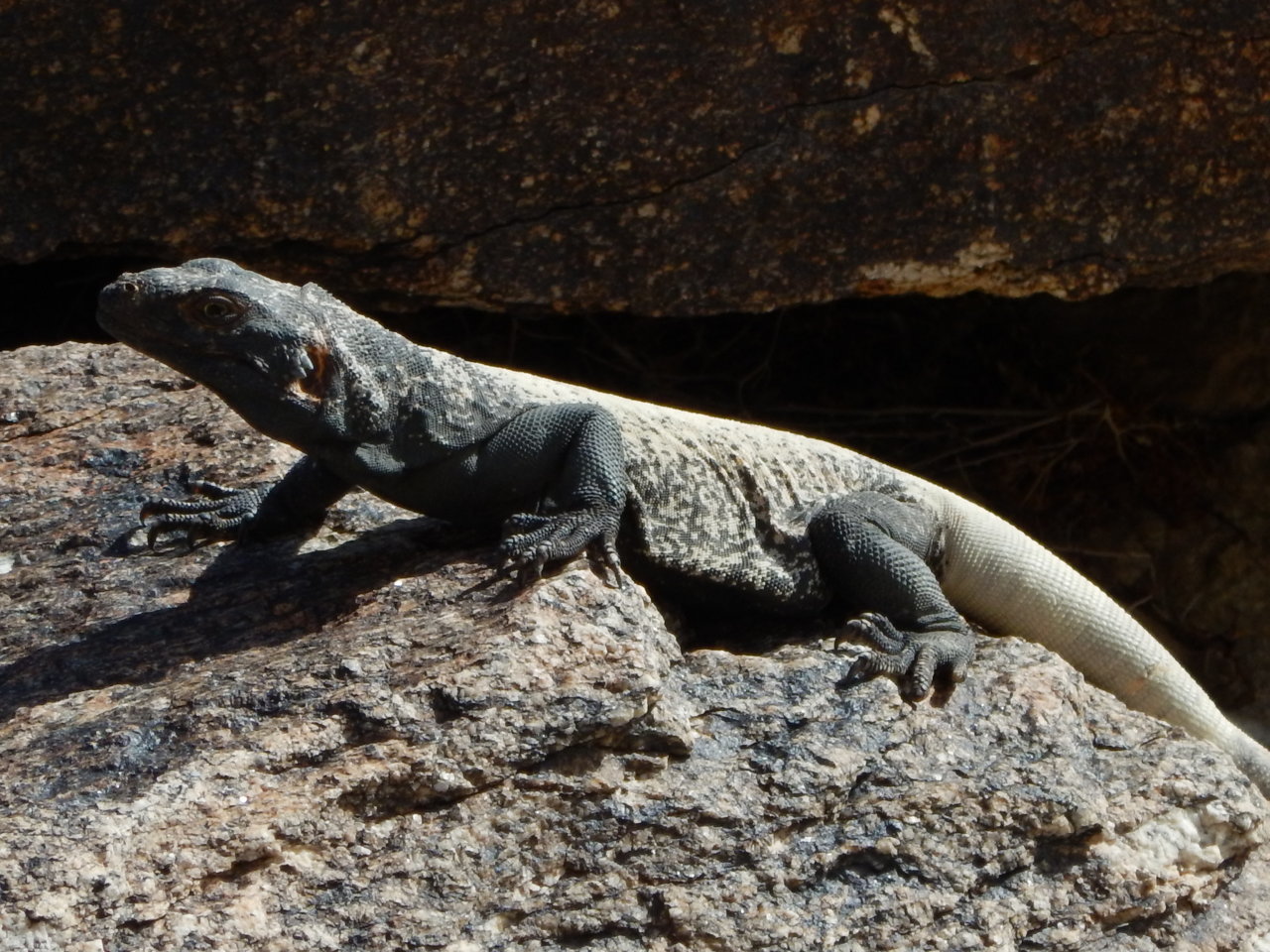 DSCN5371.jpg