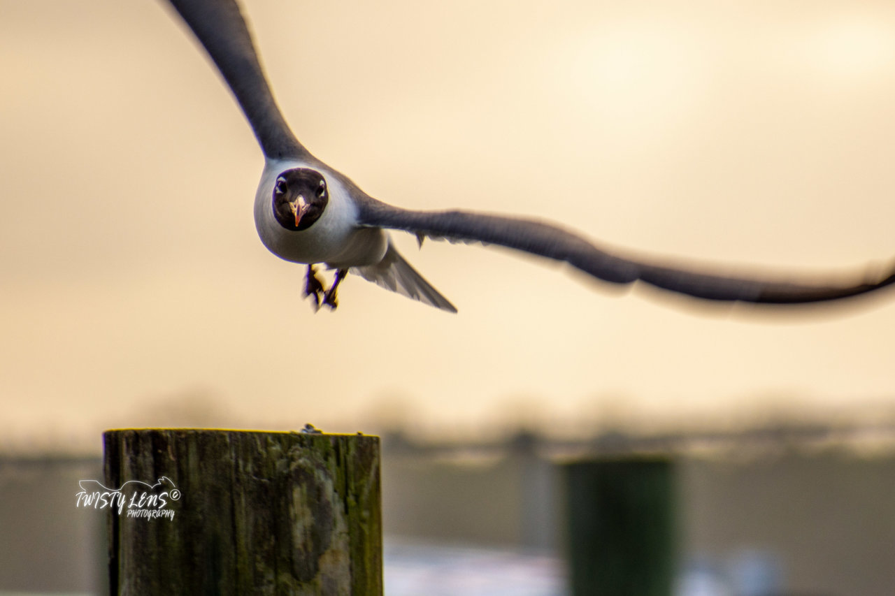 DSD_8824-2.jpg