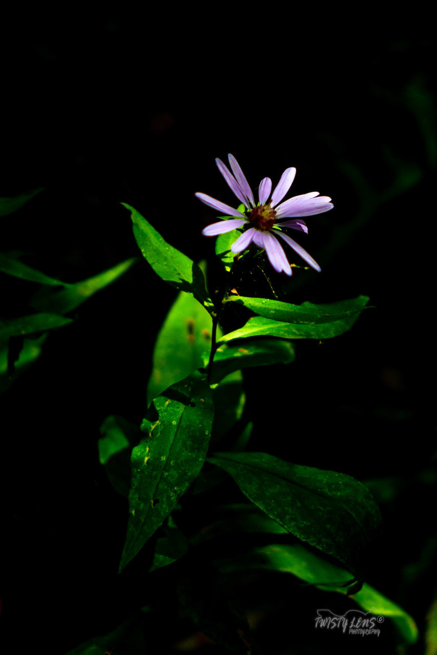 DSE_8196.jpg
