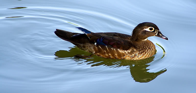 Duck-1_6a530d2cba6abe77ffc9daa024cd68aebd5295b7.jpg