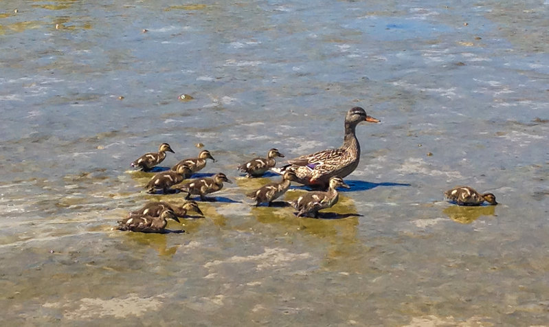 ducks.jpg