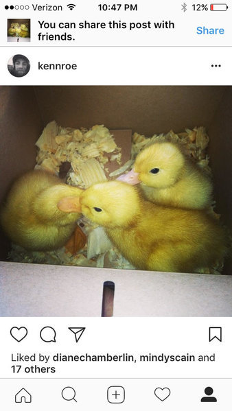 ducks.jpg