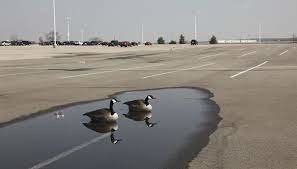 ducks.jpg