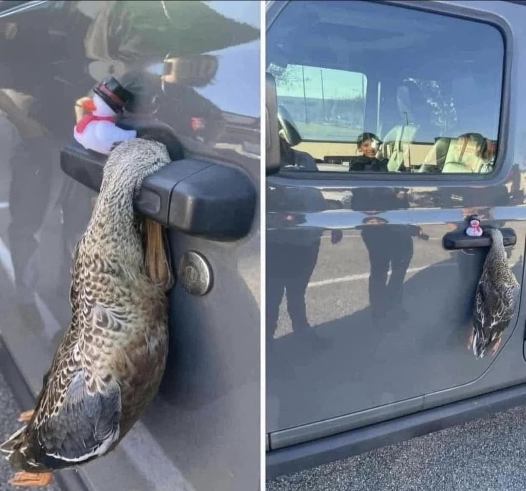 ducks.jpg