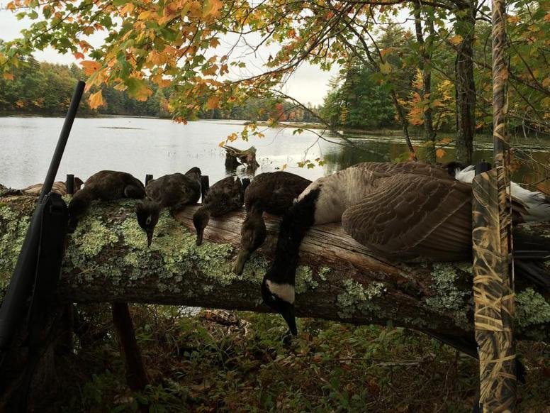 ducks1.jpg