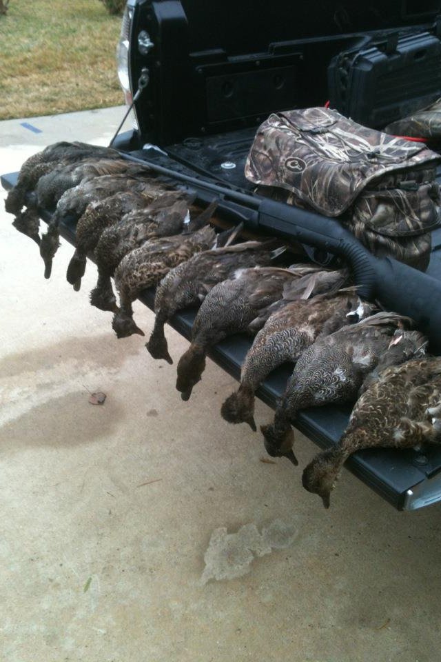 ducks_zps7ff9c0a8_5c3e882e1b9620bb934844ec50c05eeb8ce5b27c.jpg