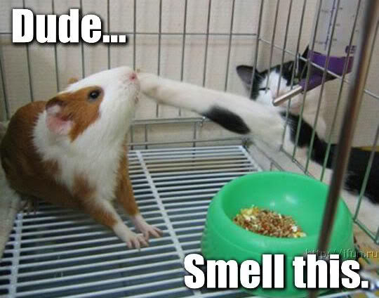 dude-smell-this_c668c9289e96bdf52f962dffb7e573f6af1d93f0.jpg