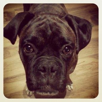 duke1_zpsec73a37b_155130d6b6322422a5c7c31c0aaab1750fd031ed.jpg