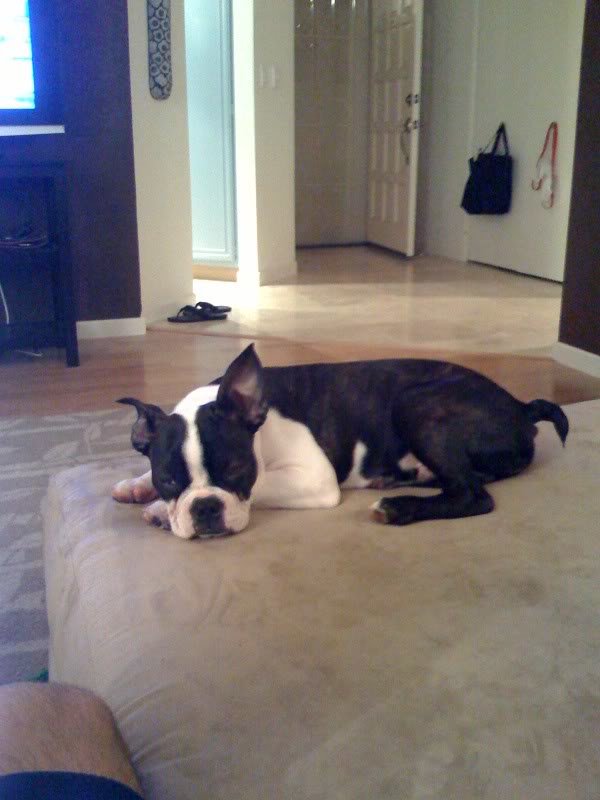 Duke5_b33981fd2bb8bc4f96e5f258fc947553a189cfa2.jpg