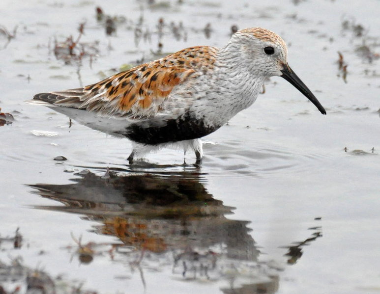 Dunlin.jpg