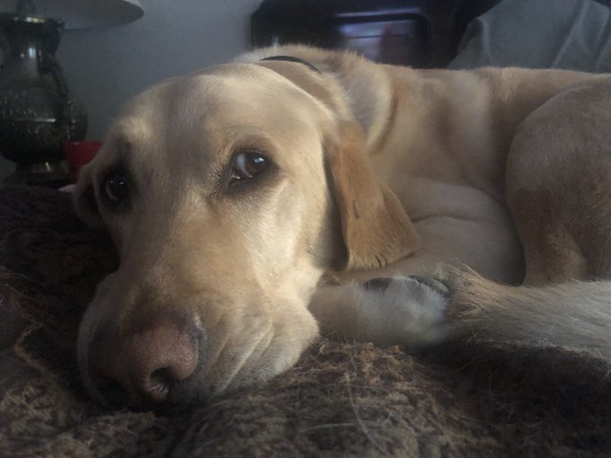 dusty13.jpg