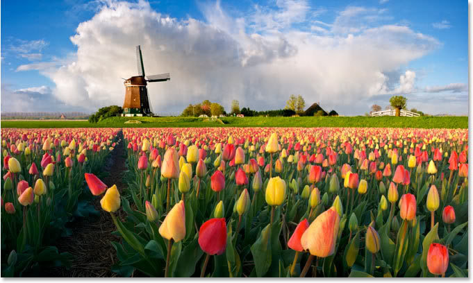 dutch-windmill-flowers_9dae2376434dc238012690184afd4fd3c6d58e83.jpg