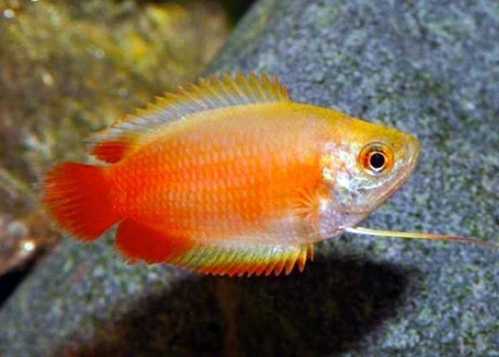 Dwarf-Honey-Red-Gourami-Fish.jpg