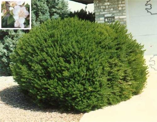 Dwarf-Myrtle.jpg
