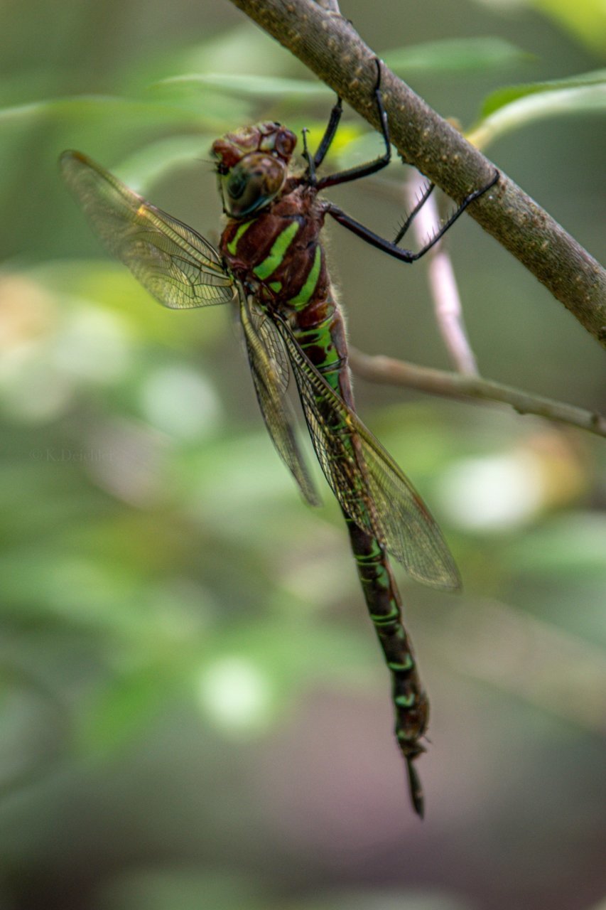 E3D5EBF8-473A-43BF-88AD-8EB357915E64.jpg