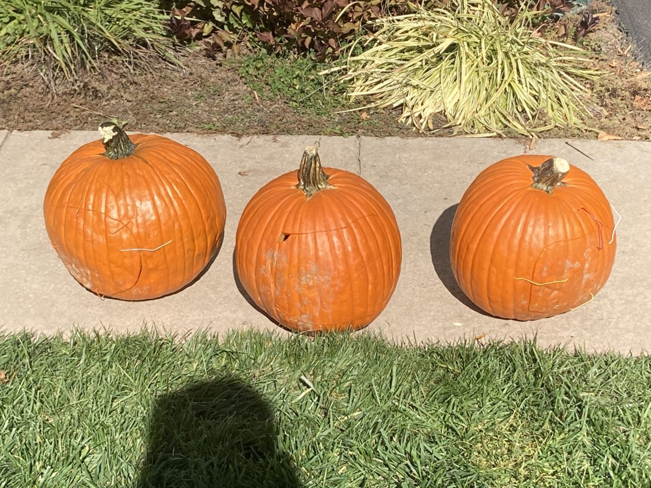 E421F428-4F8F-4AAD-8049-E6E8797B1DF6.jpg
