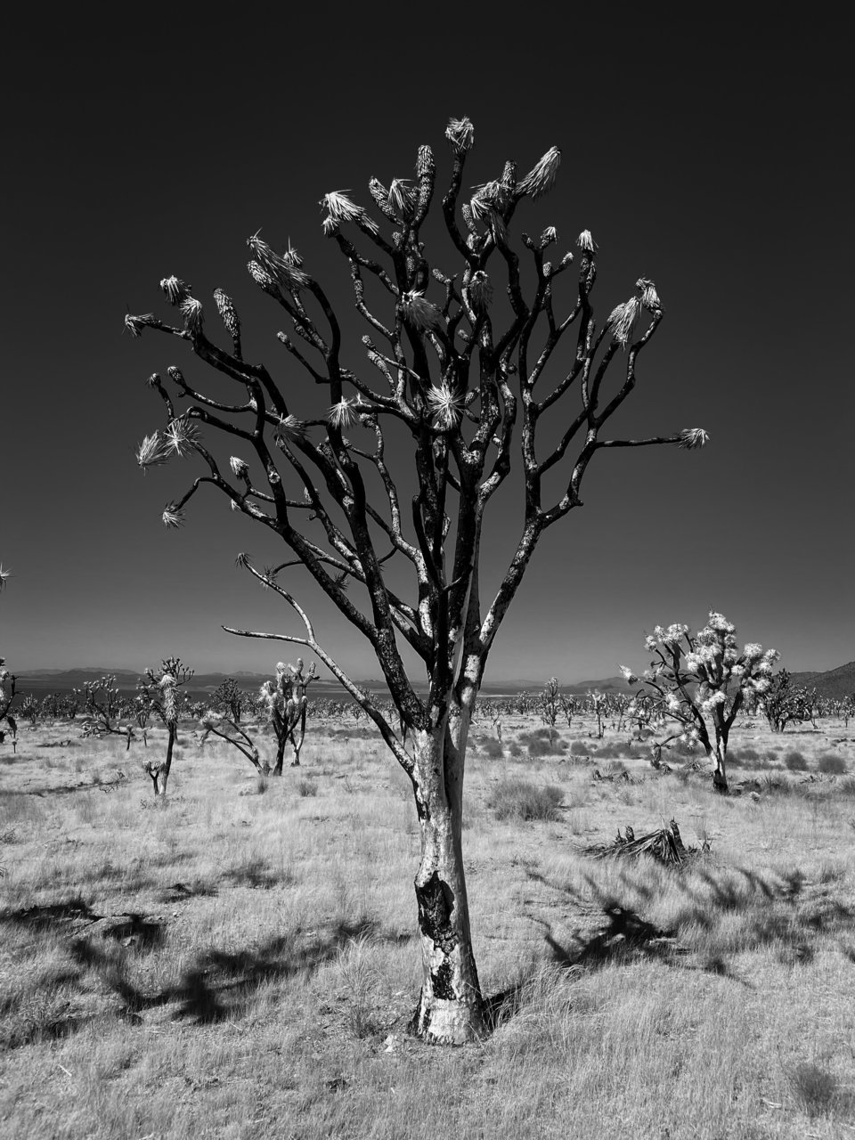 EAB5B1E7-360D-4F24-86F0-9420D9E6F114.jpg