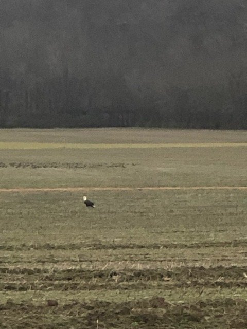 Eagle 1.jpg