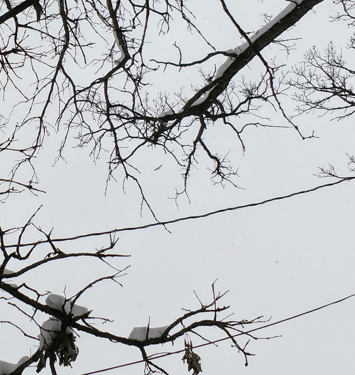 eagle cell phone.jpg