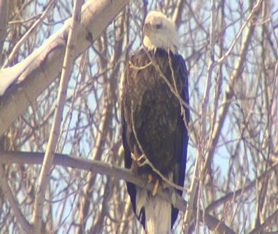 eagle.jpg
