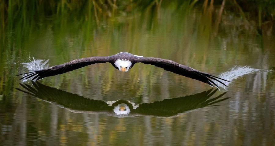 eagle.jpg