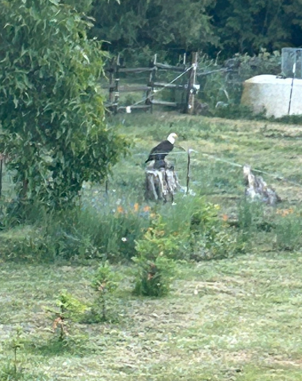 eagle.jpg