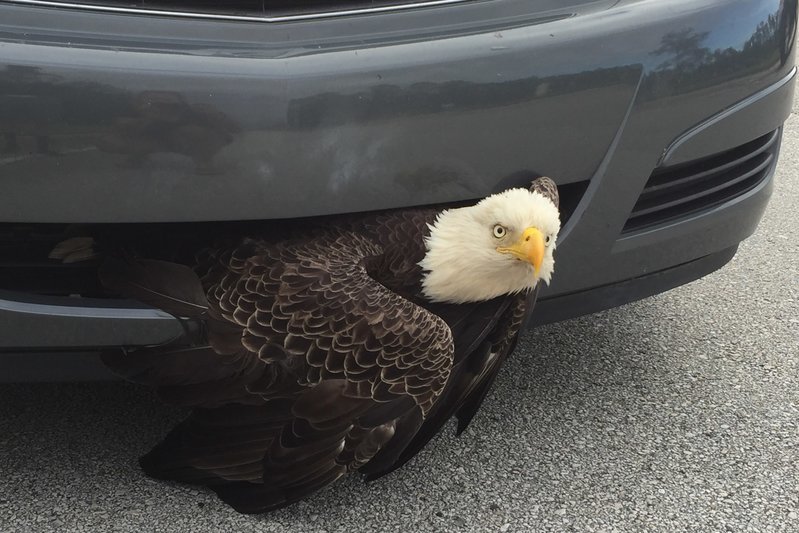 eagle1.jpg
