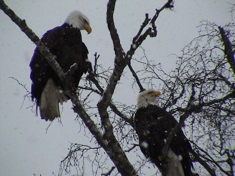 eagle10.jpg