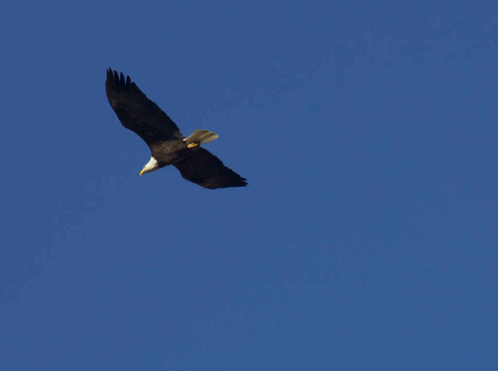 eagle1_dc8c6e01f3ccc9f6bbf26dc0be016981c9c15a4a.jpg