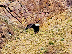 eagle2.jpg