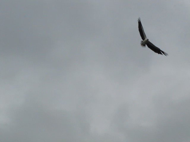 eagle7dragons - frame at 0m17s.jpg