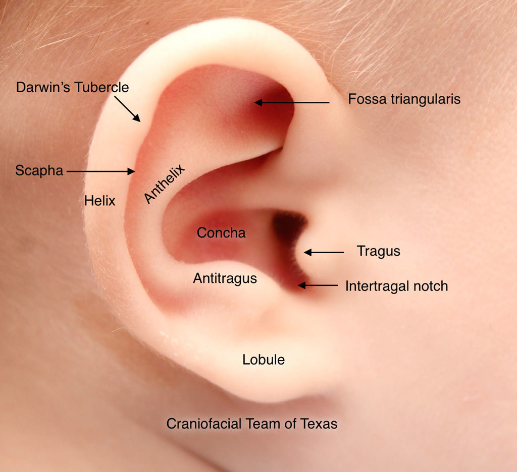 ear-anatomy-baby.jpg