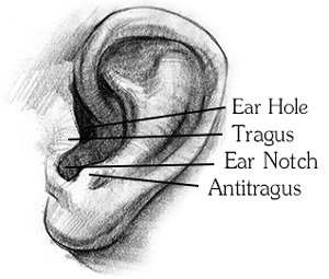ear-notch-tragus-hole.jpg