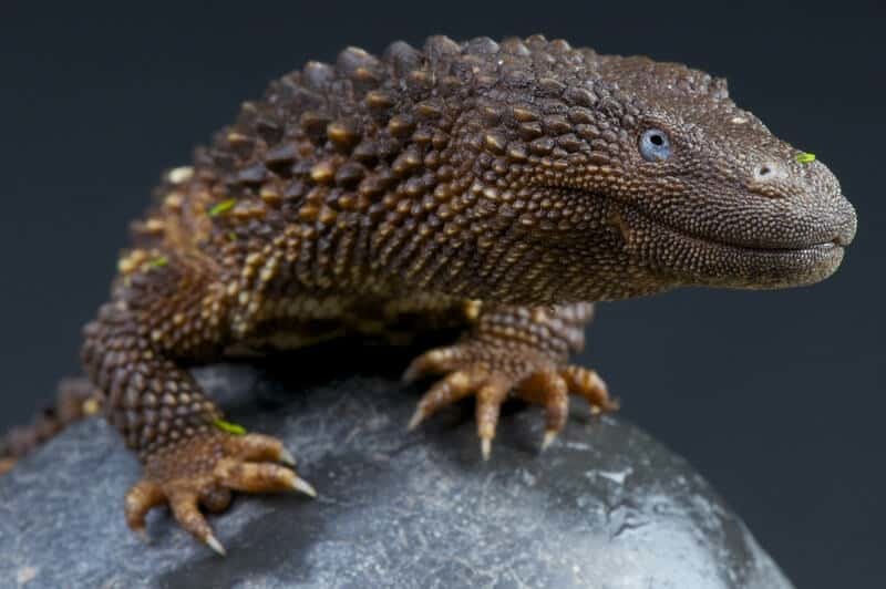 earless-monitor-lizard.jpg