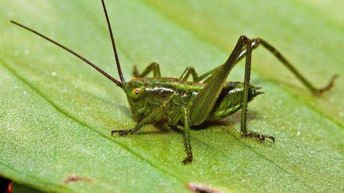 ears-cricket-located_7e83a15f82ea359a.jpg